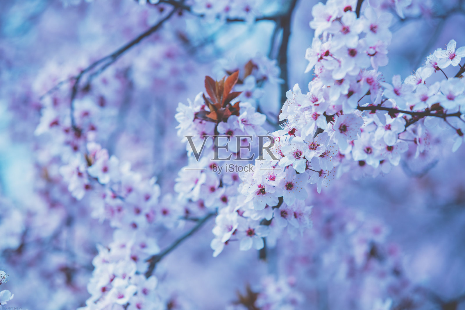 盛开的樱桃树枝。蓝色调。樱桃果园。春天自然背景照片摄影图片