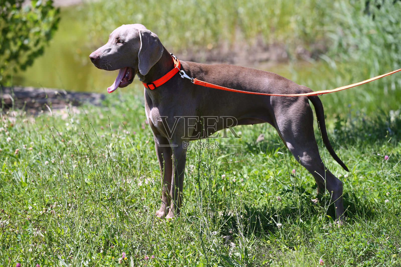 威玛拉运动威斯拉狗看起来在公园里照片摄影图片