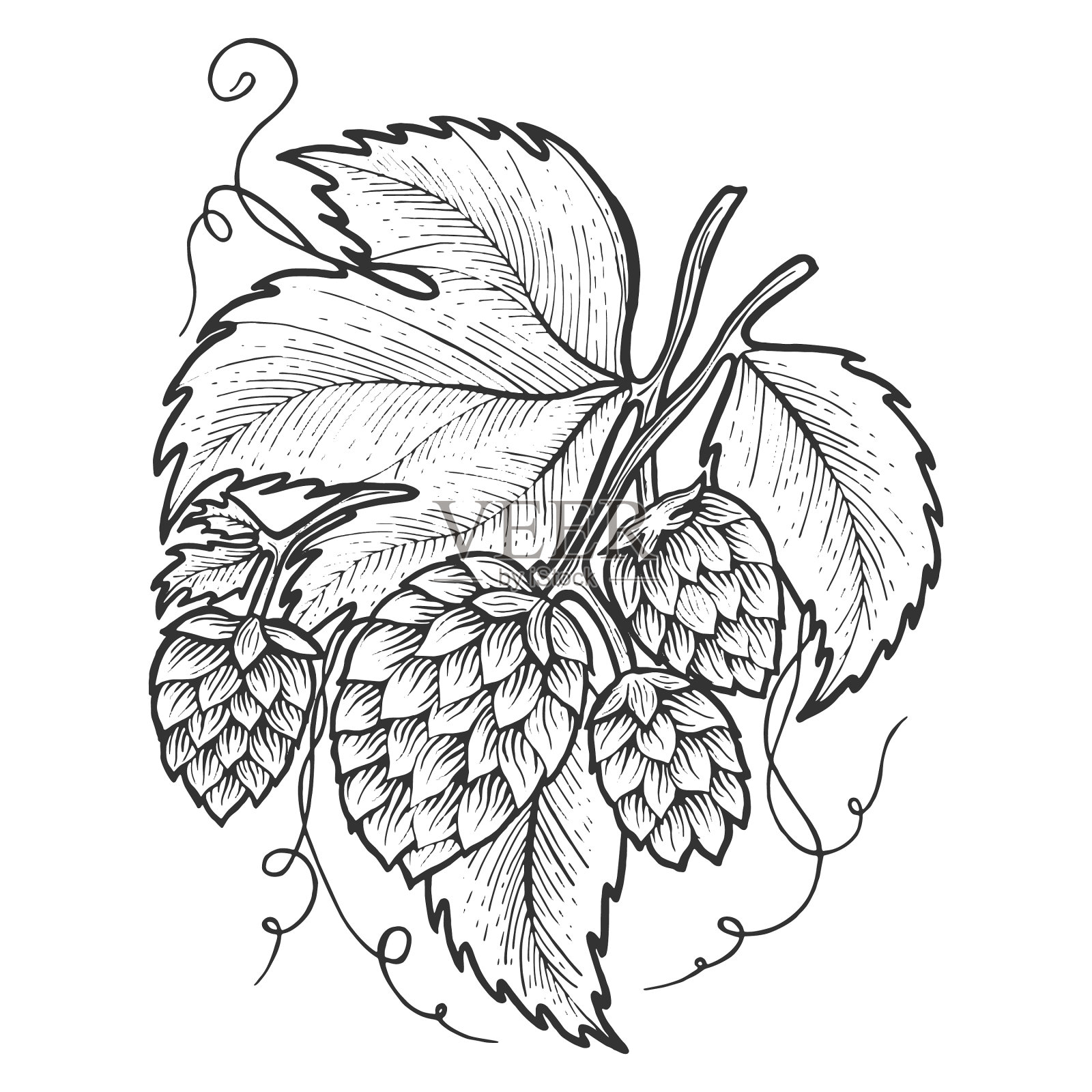 啤酒花植物素描雕刻设计元素图片