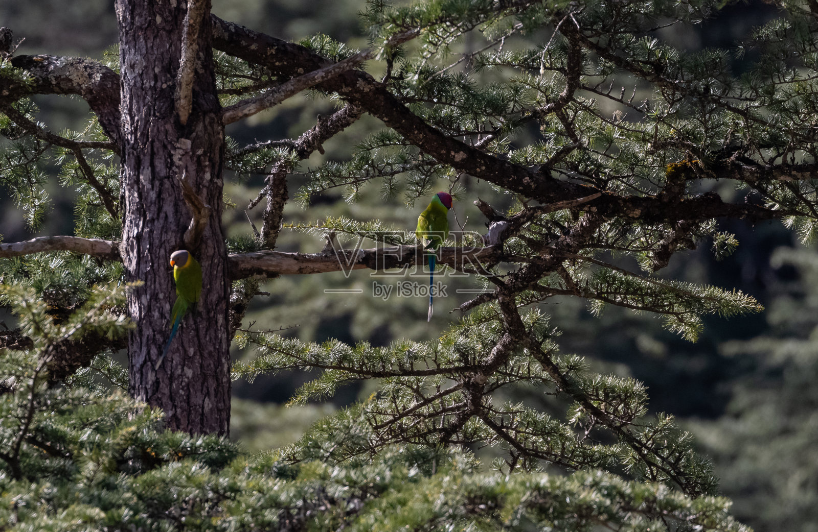 梅为首的长尾小鹦鹉照片摄影图片