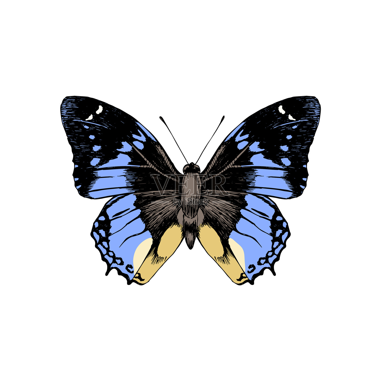 手绘的蝴蝶设计元素图片