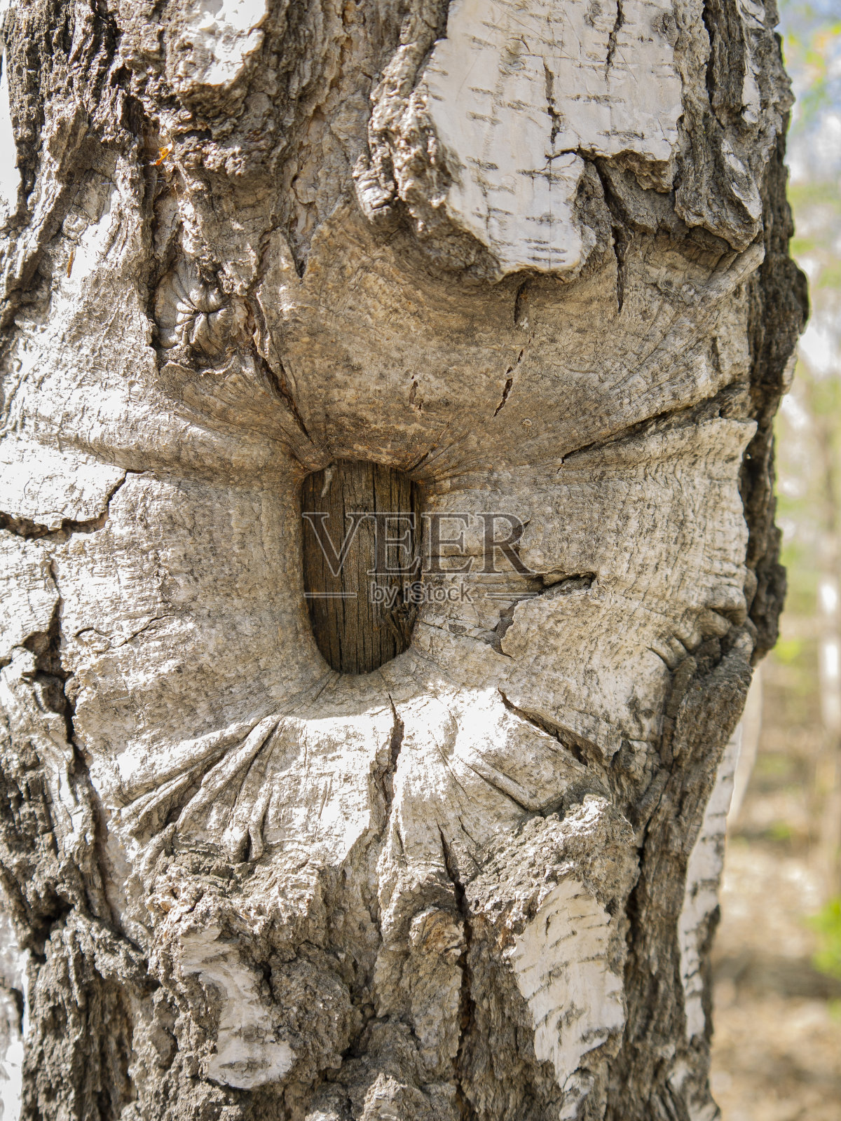 背景是一棵形状奇特的老桦树。在木制品中使用不寻常的树纹理。照片摄影图片