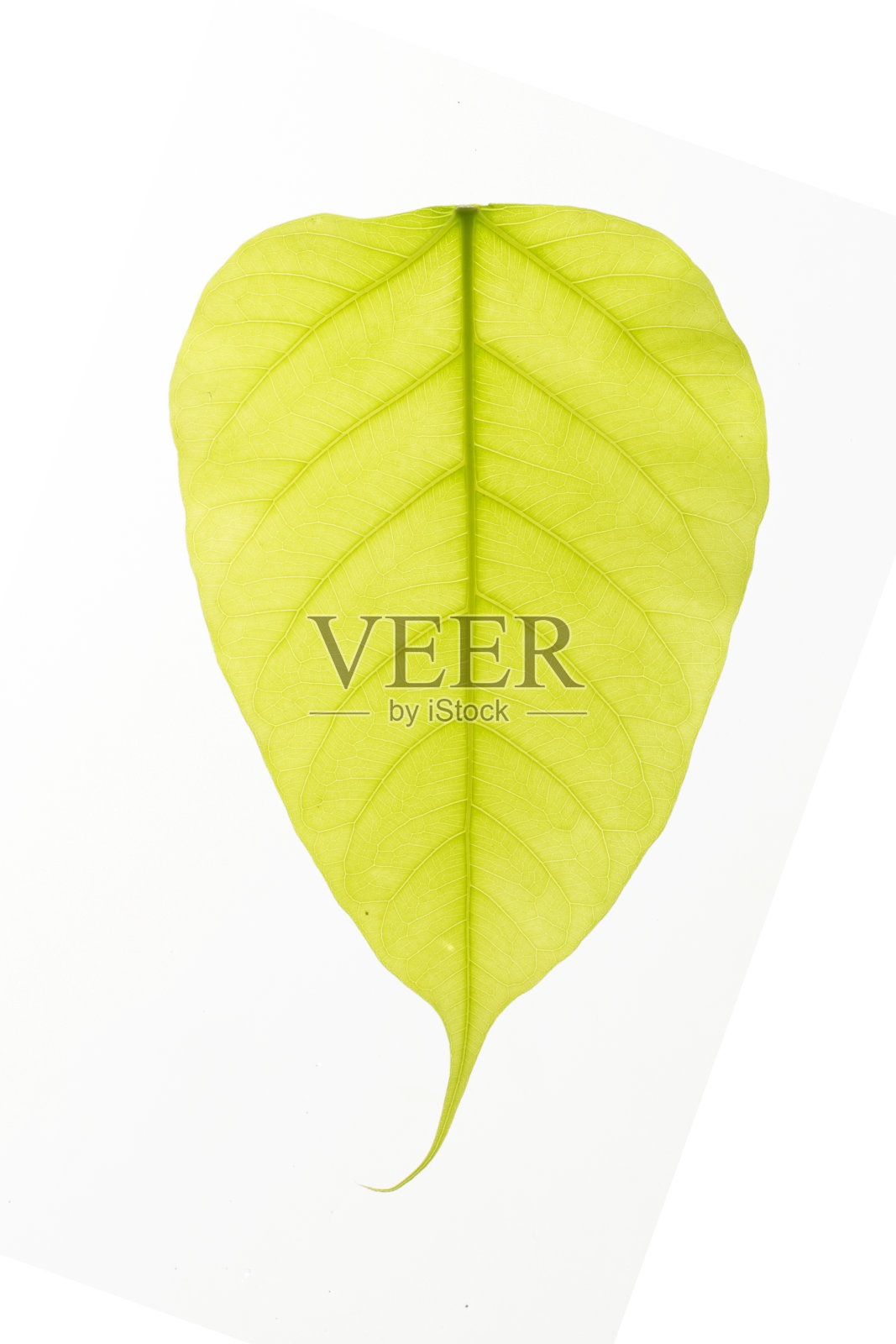 白色背景上的绿叶纹理照片摄影图片