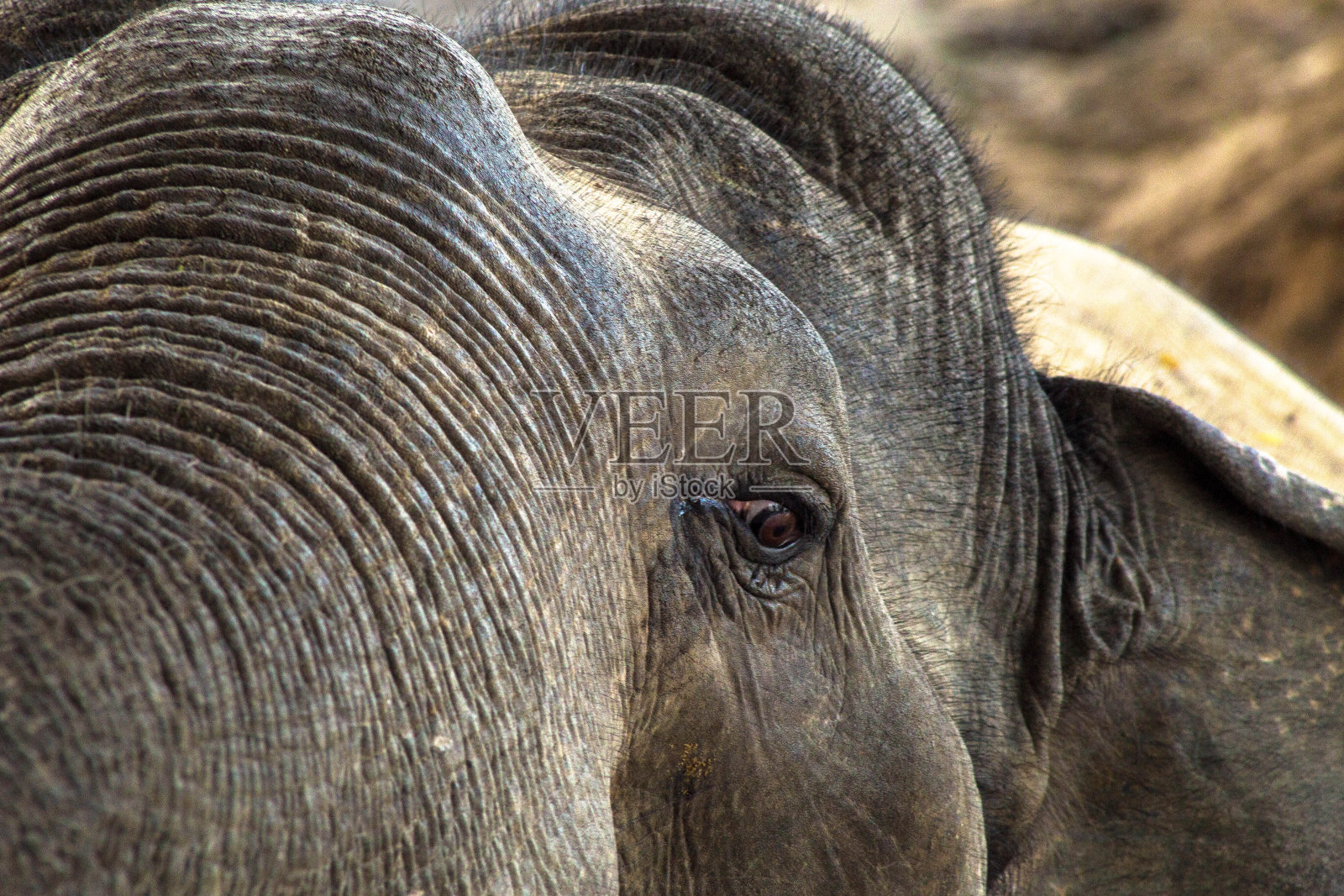 一英尺短野象Yala野生动物(kakulkota)照片摄影图片