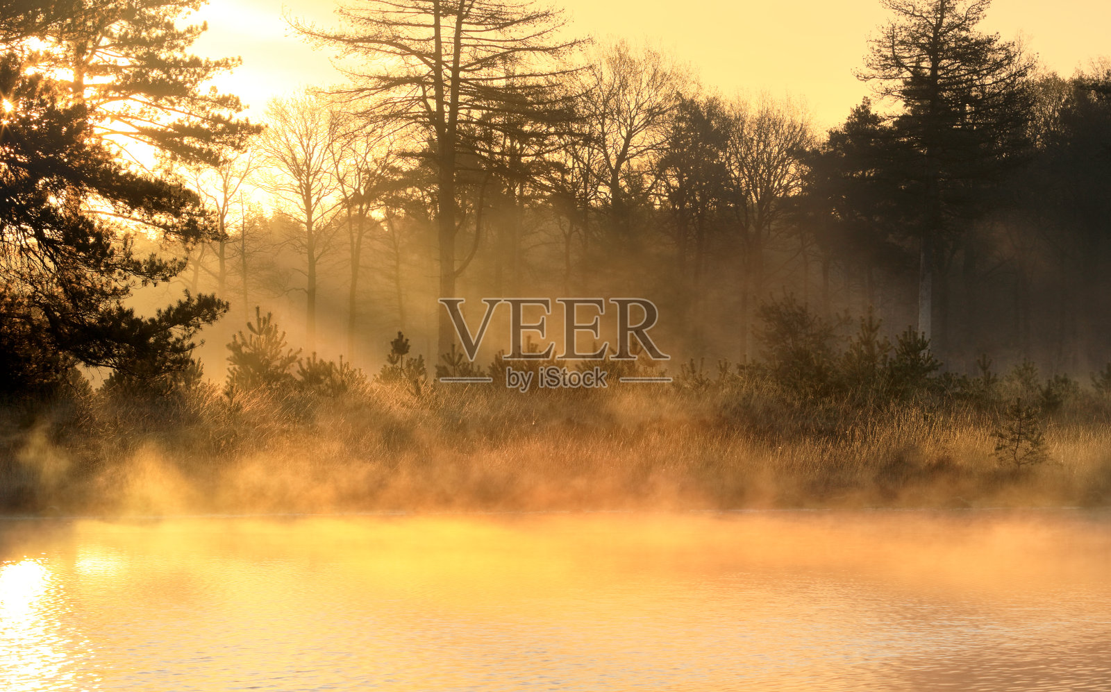 美丽的薄雾日出在野生森林湖照片摄影图片
