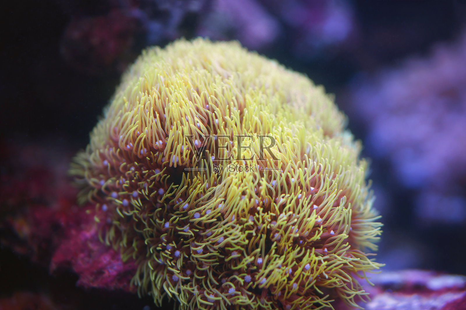 珊瑚花特写照片珊瑚礁水下。美丽的潜水照片摄影图片