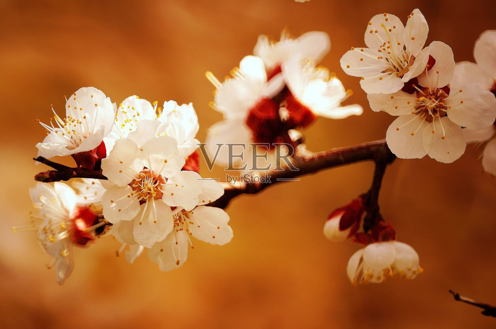 大自然中的花朵照片。美丽的野花和绿草。照片摄影图片