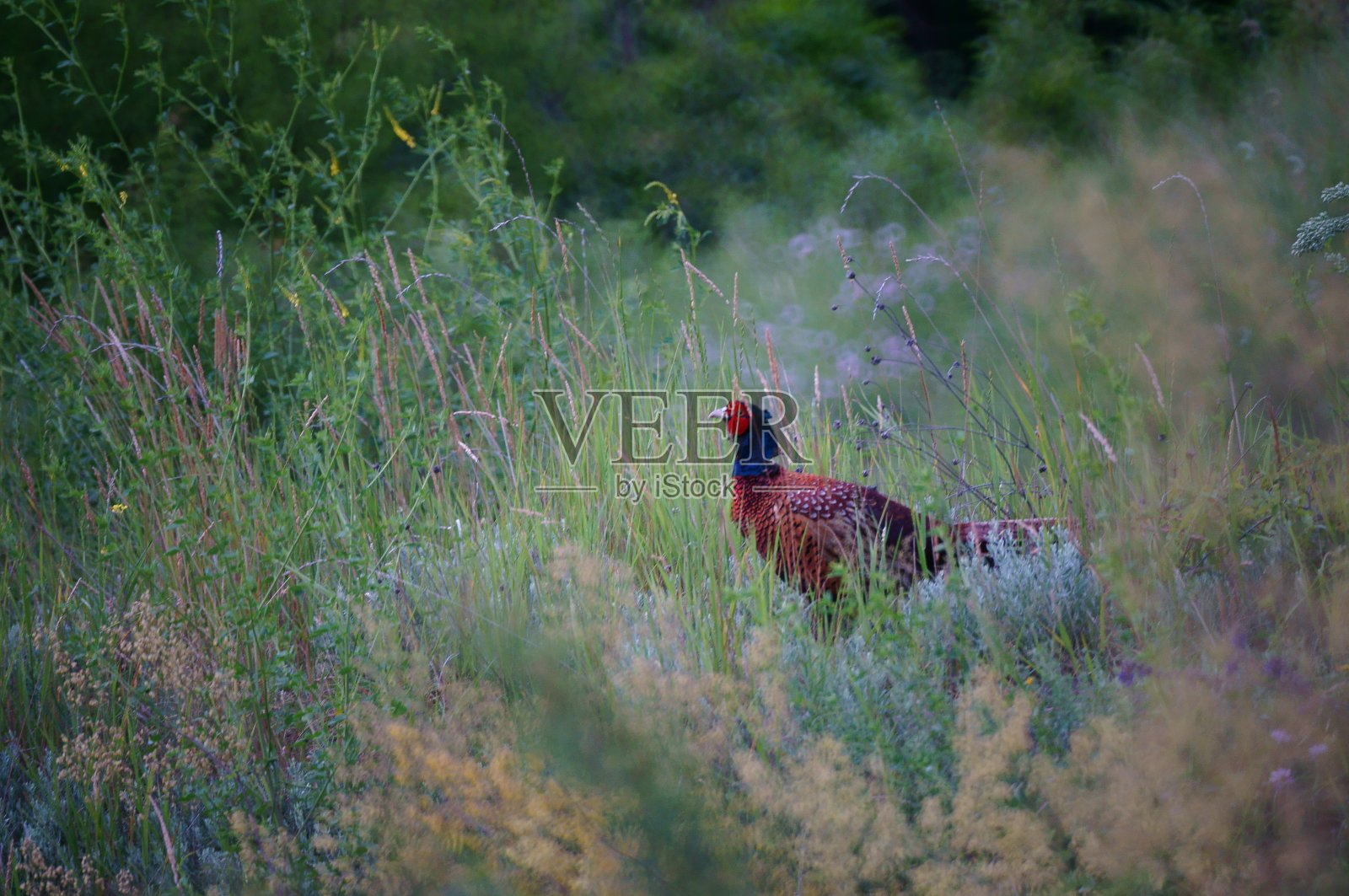 休闲公园里的野鸡。大自然中美丽的动物。照片摄影图片
