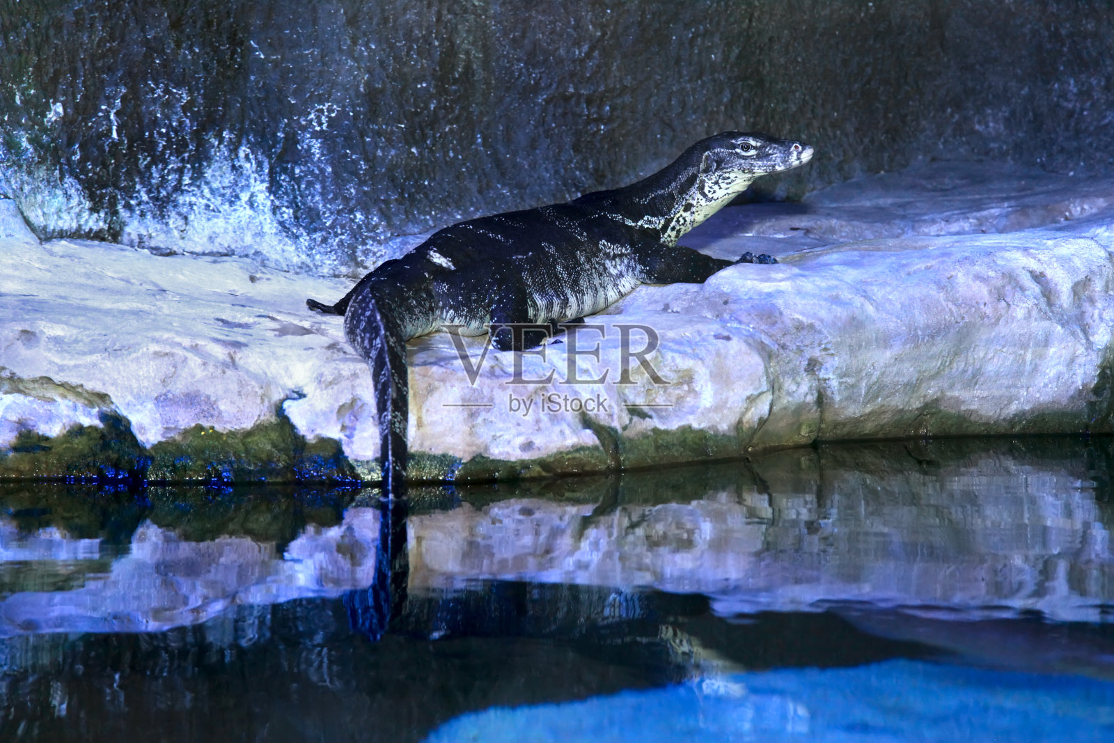 Varanus salvator或水监视器照片摄影图片