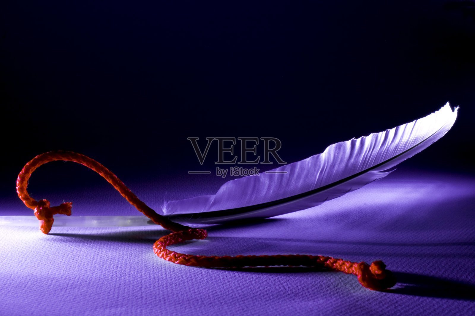 鸟的羽毛照片摄影图片