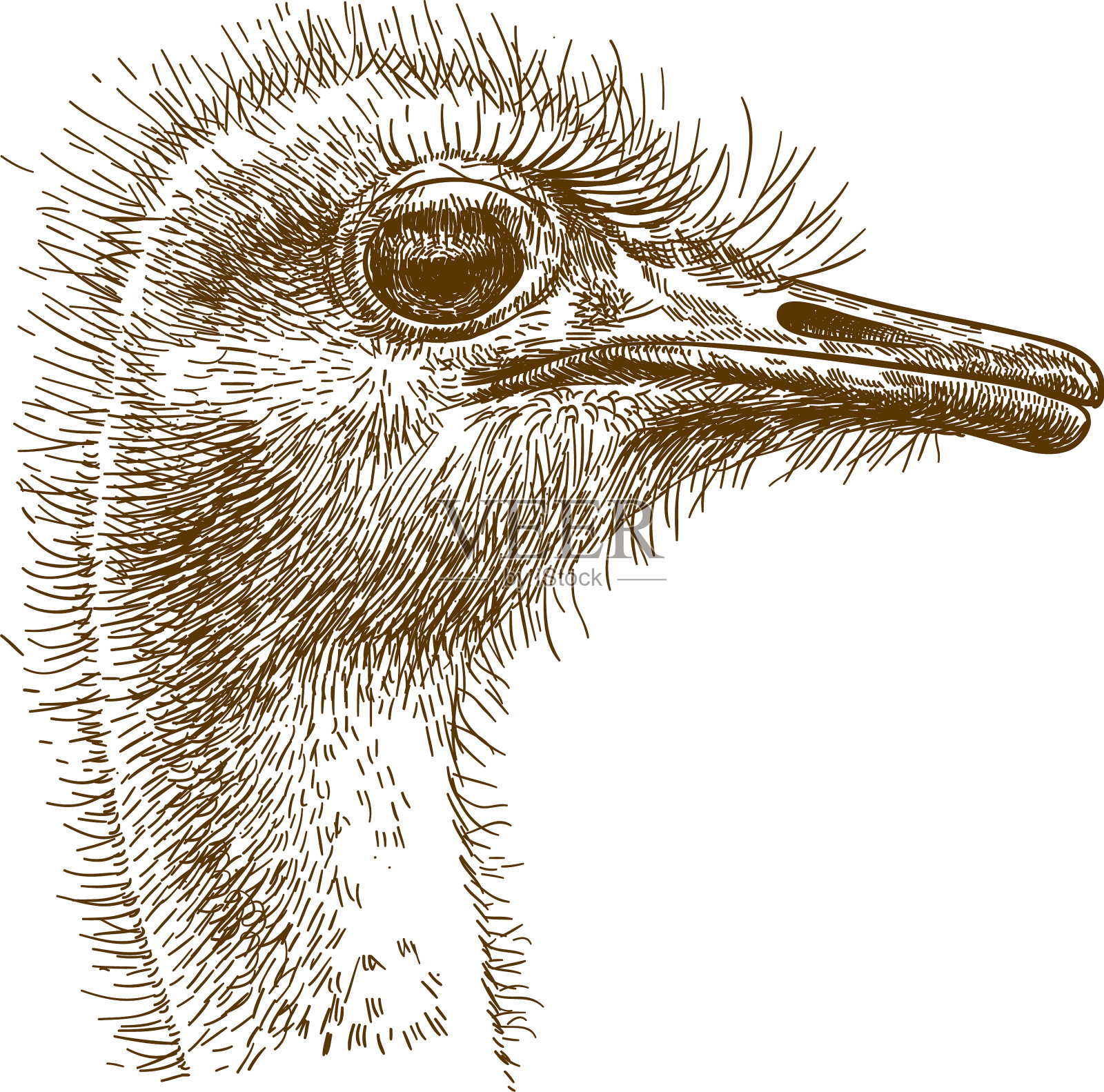 雕刻的大鸵鸟设计元素图片