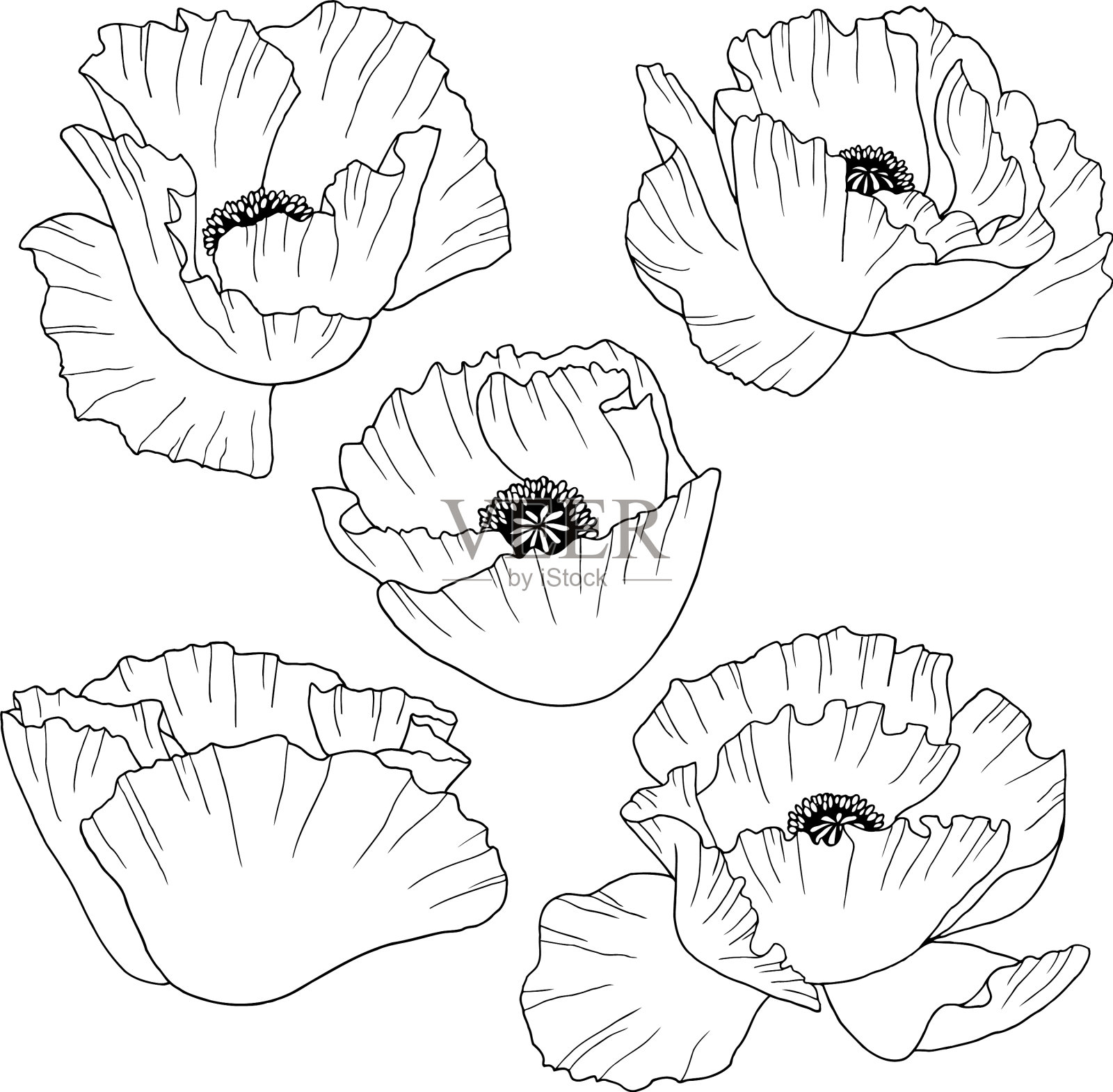 罂粟手绘插画图片素材