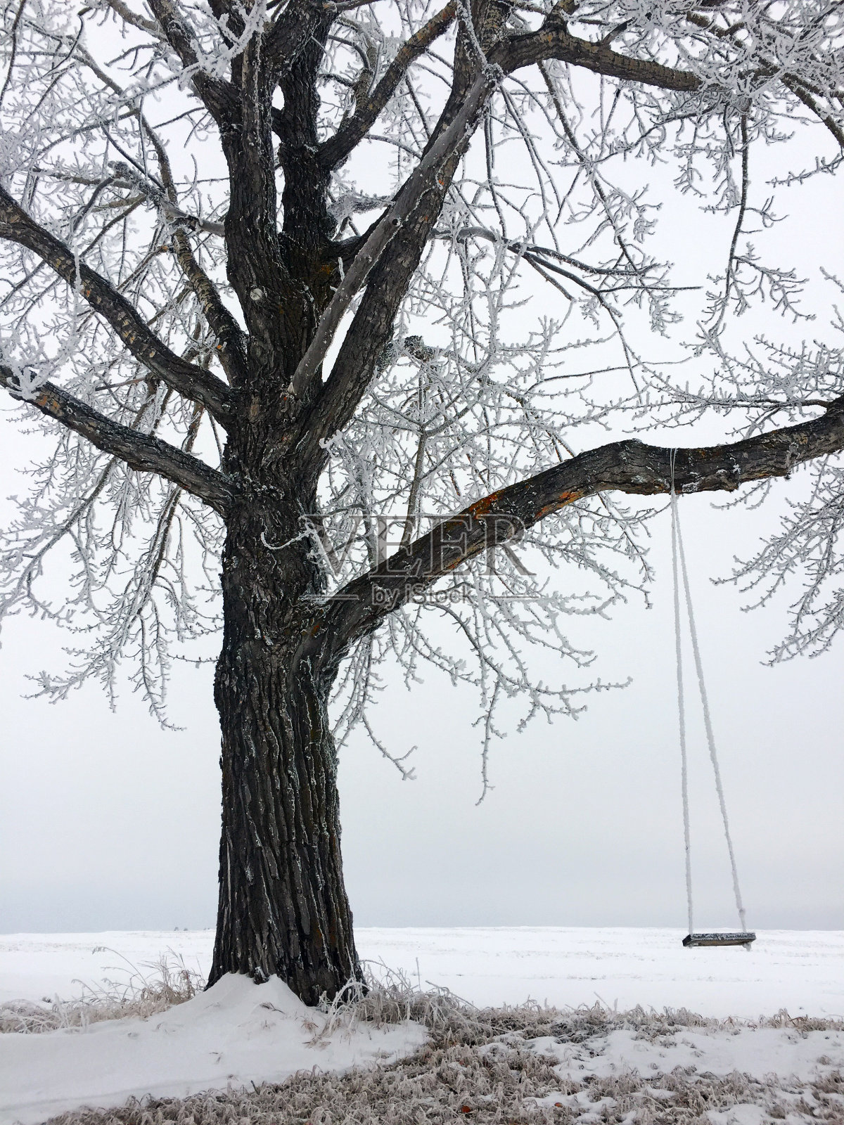 在寒冷霜冻的一天，阿尔伯塔省勒杜克县，自制的木板秋千悬挂在老榆树上照片摄影图片