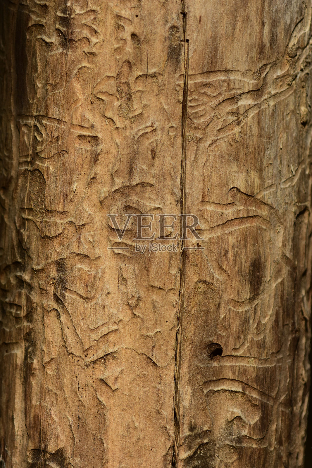 昆虫在劈树干中钻洞和通道照片摄影图片