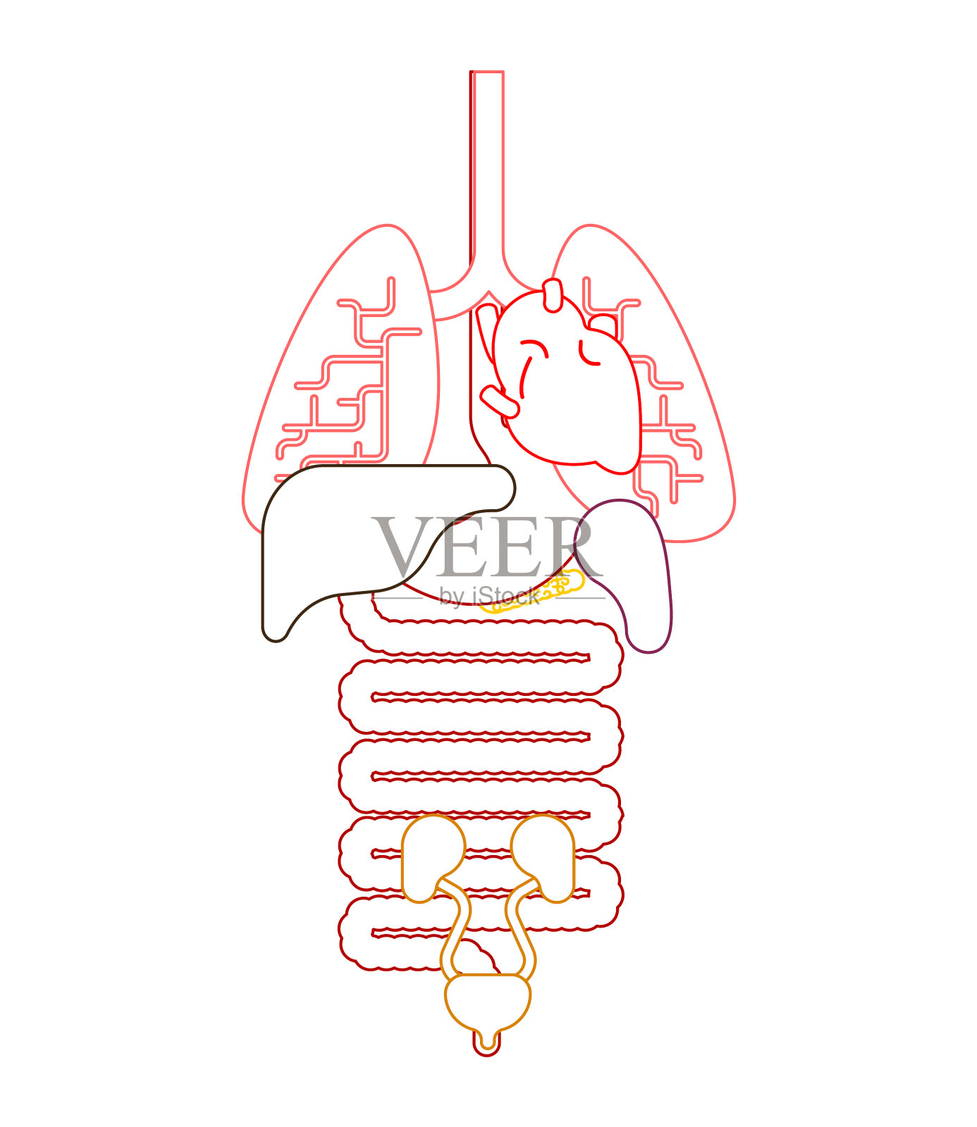 人体解剖器官人体内部系统设计元素图片