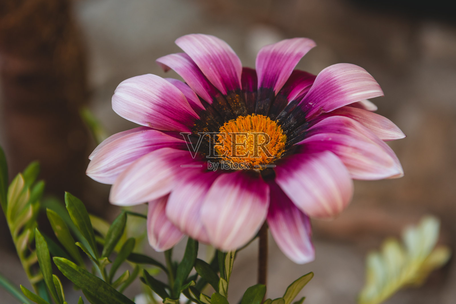 在花盆中种植新的小花照片摄影图片