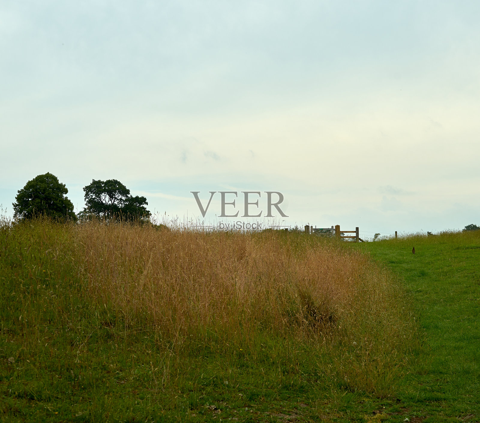用草地和鸟看天空照片摄影图片
