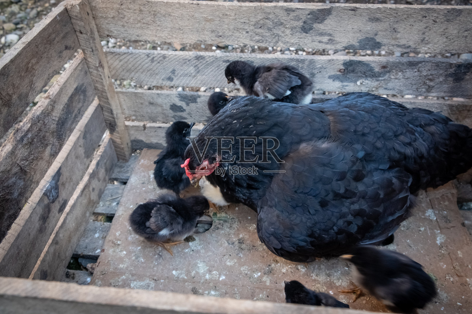 黑鸡配鸡照片摄影图片