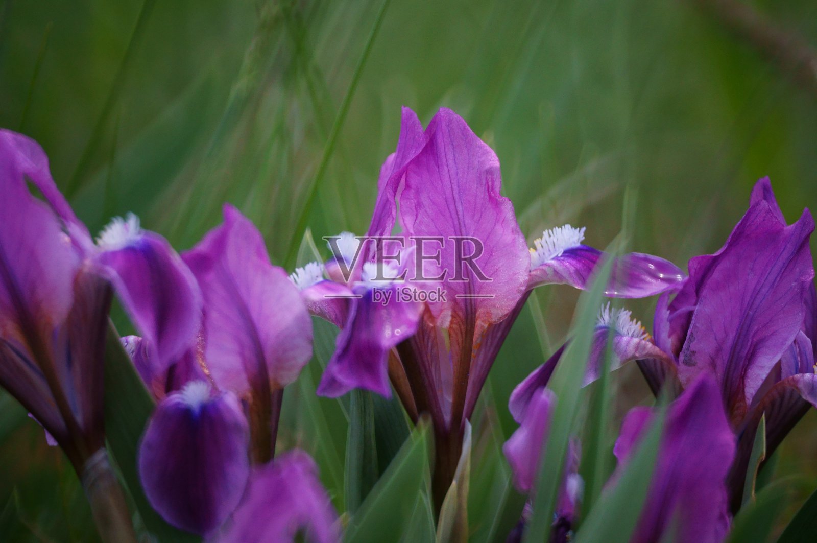 大自然中的花朵照片。美丽的野花和绿草。照片摄影图片