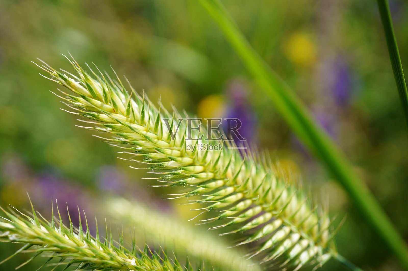 大自然中的花朵照片。美丽的野花和绿草。照片摄影图片