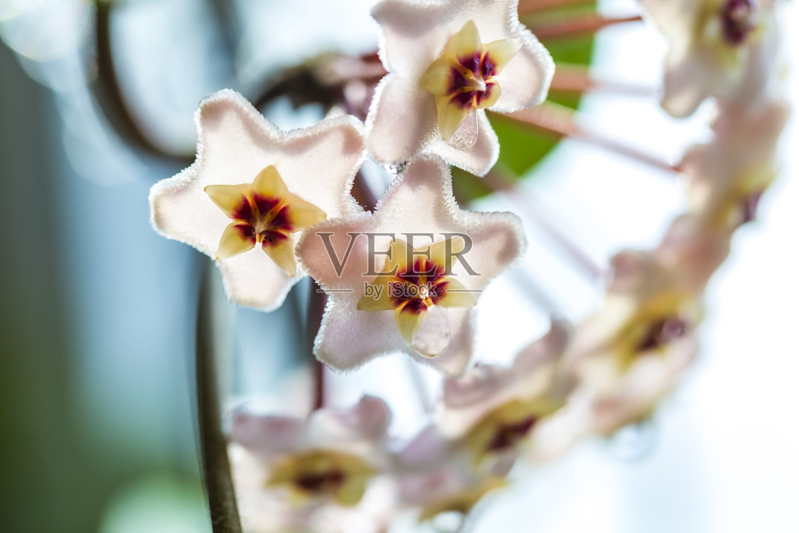 近距离观察星形白粉色花或瓷花或蜡植物。常见的室内植物，有深绿色的蜡质叶子，在阳光下有带花蜜滴的芳香花朵。照片摄影图片