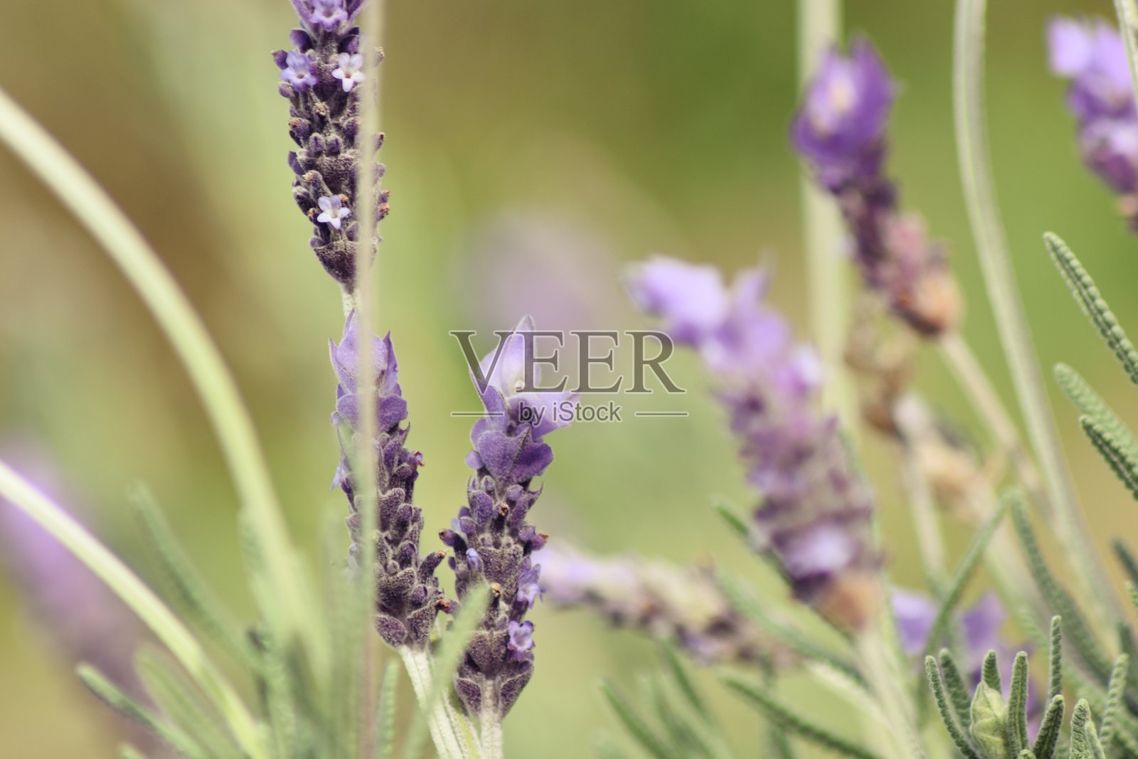 盛开的薰衣草照片摄影图片