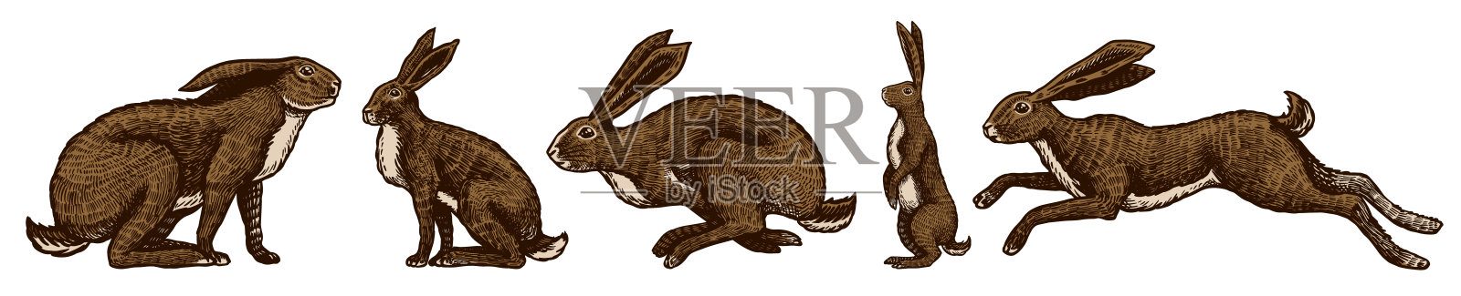 野生兔子。兔子坐着跳着。森林兔或科尼收藏。手绘雕刻的旧素描t恤，纹身或标签或海报。矢量图插画图片素材