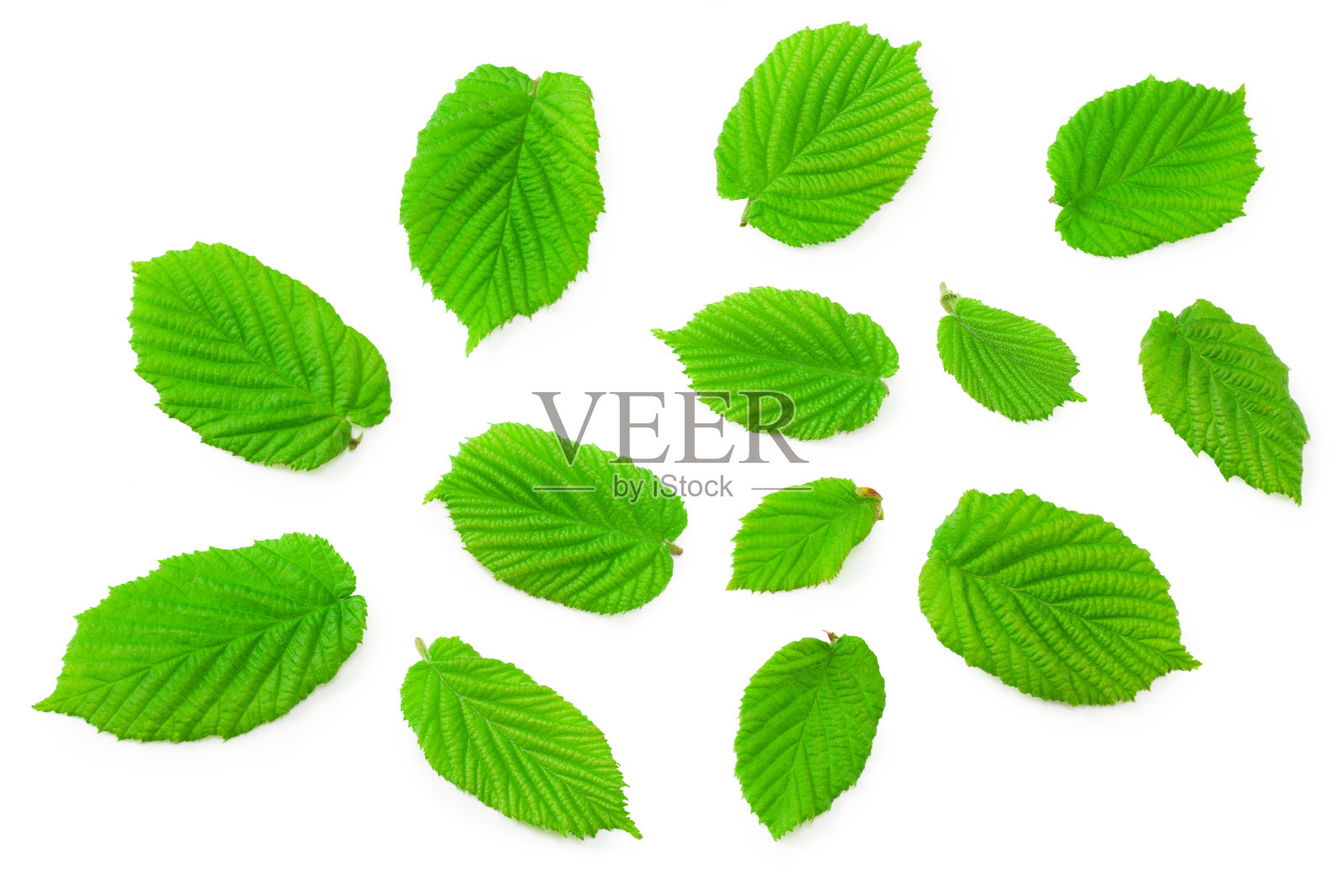 榛子叶孤立在白色背景上。俯视图照片摄影图片