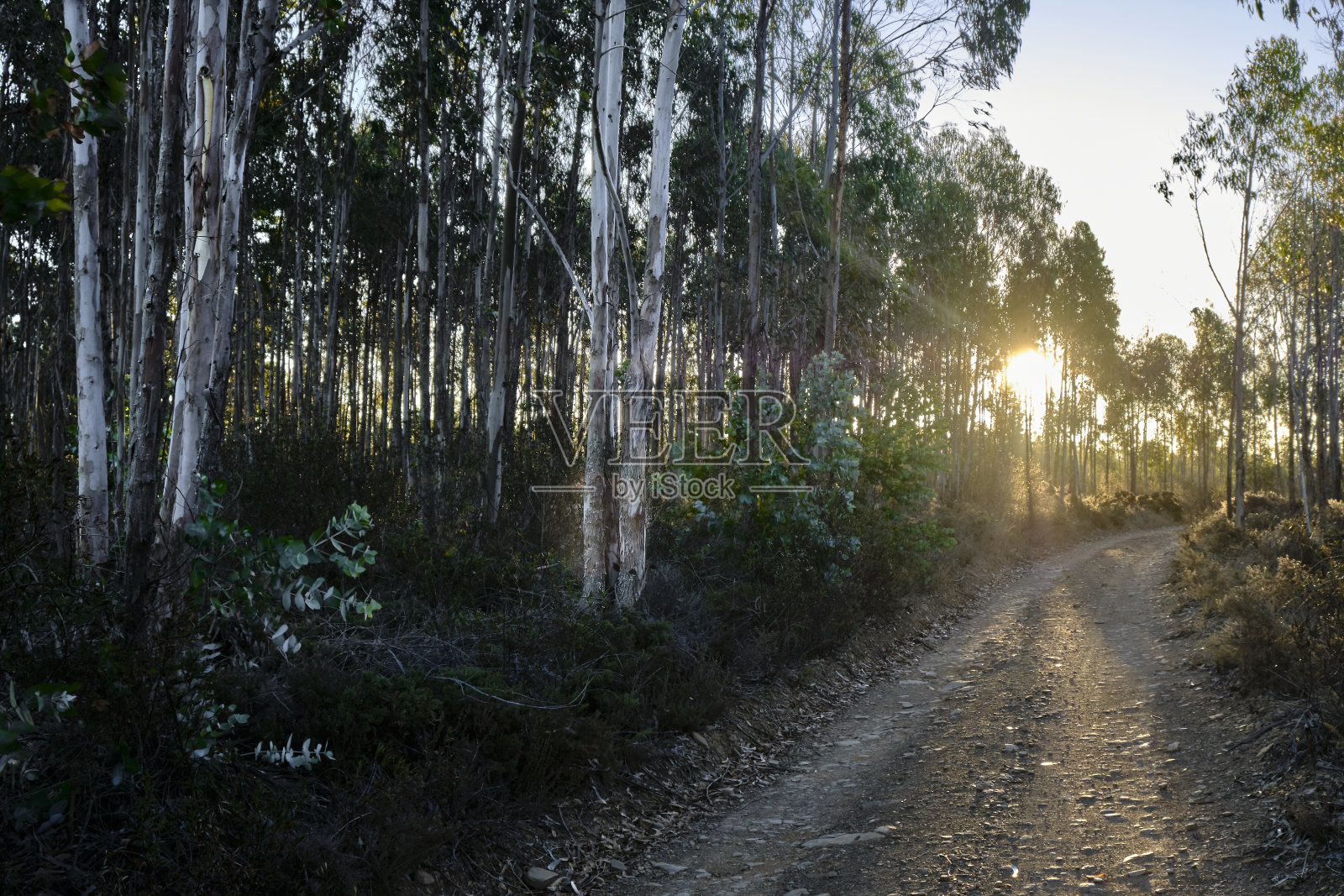 早晨的阳光透过树枝，照亮了小路。在葡萄牙阿尔加维的罗塔维琴蒂纳和渔民小径上独自徒步旅行的背包客。行走在悬崖，海洋，自然和海滩之间。照片摄影图片