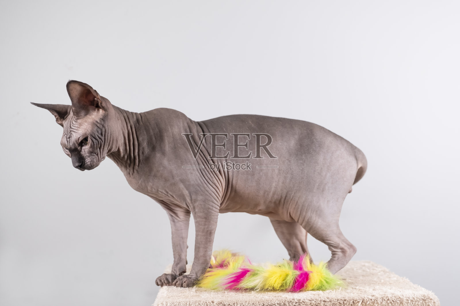 室内的一个漂亮的狮身人面像的肖像，秃顶的猫，猫是抓柱，全身，在一个白色的背景，与空间复制，专注于眼睛照片摄影图片