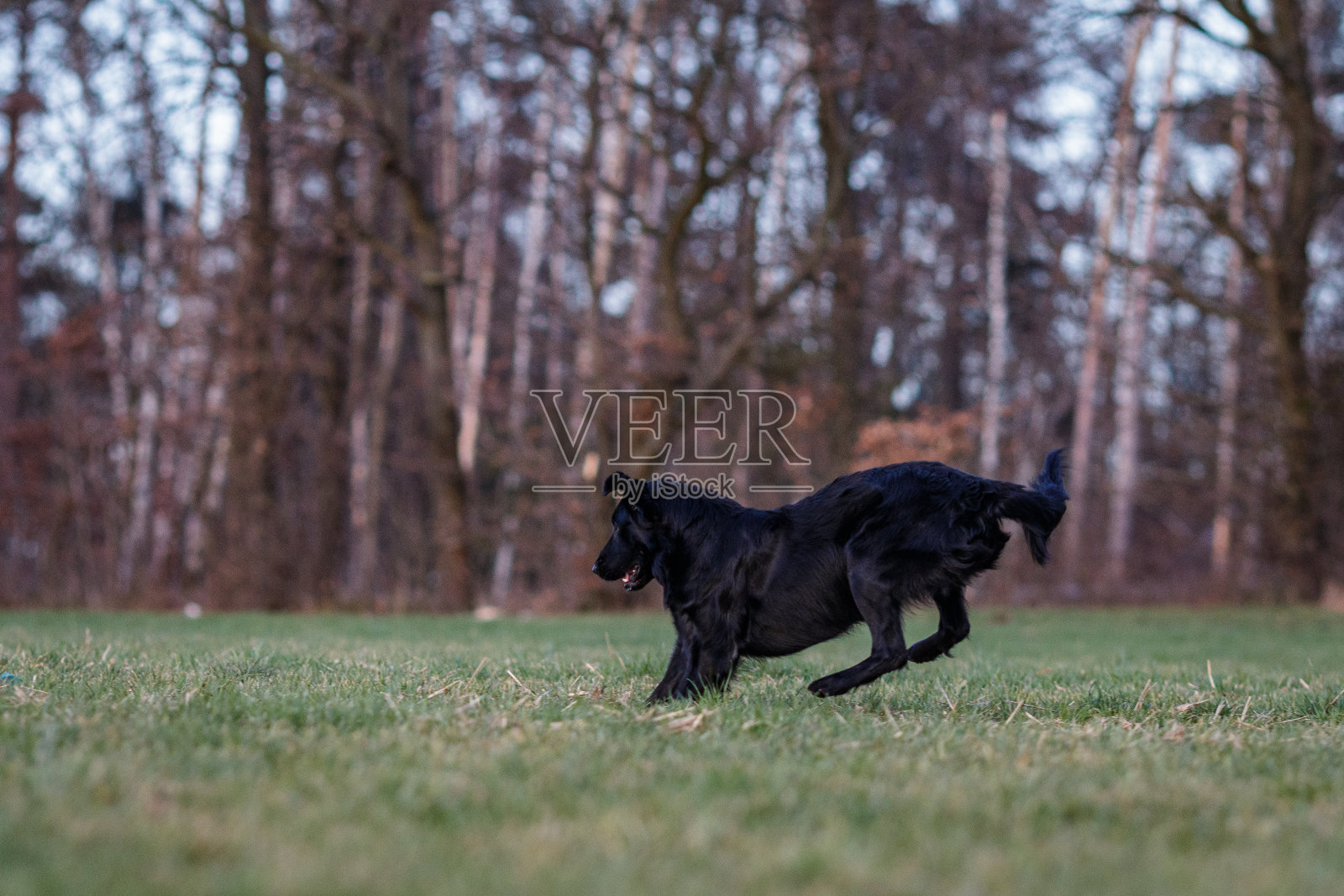 一只黑色扁毛寻回犬在拍摄肖像照片时，在草地上又跑又跳照片摄影图片