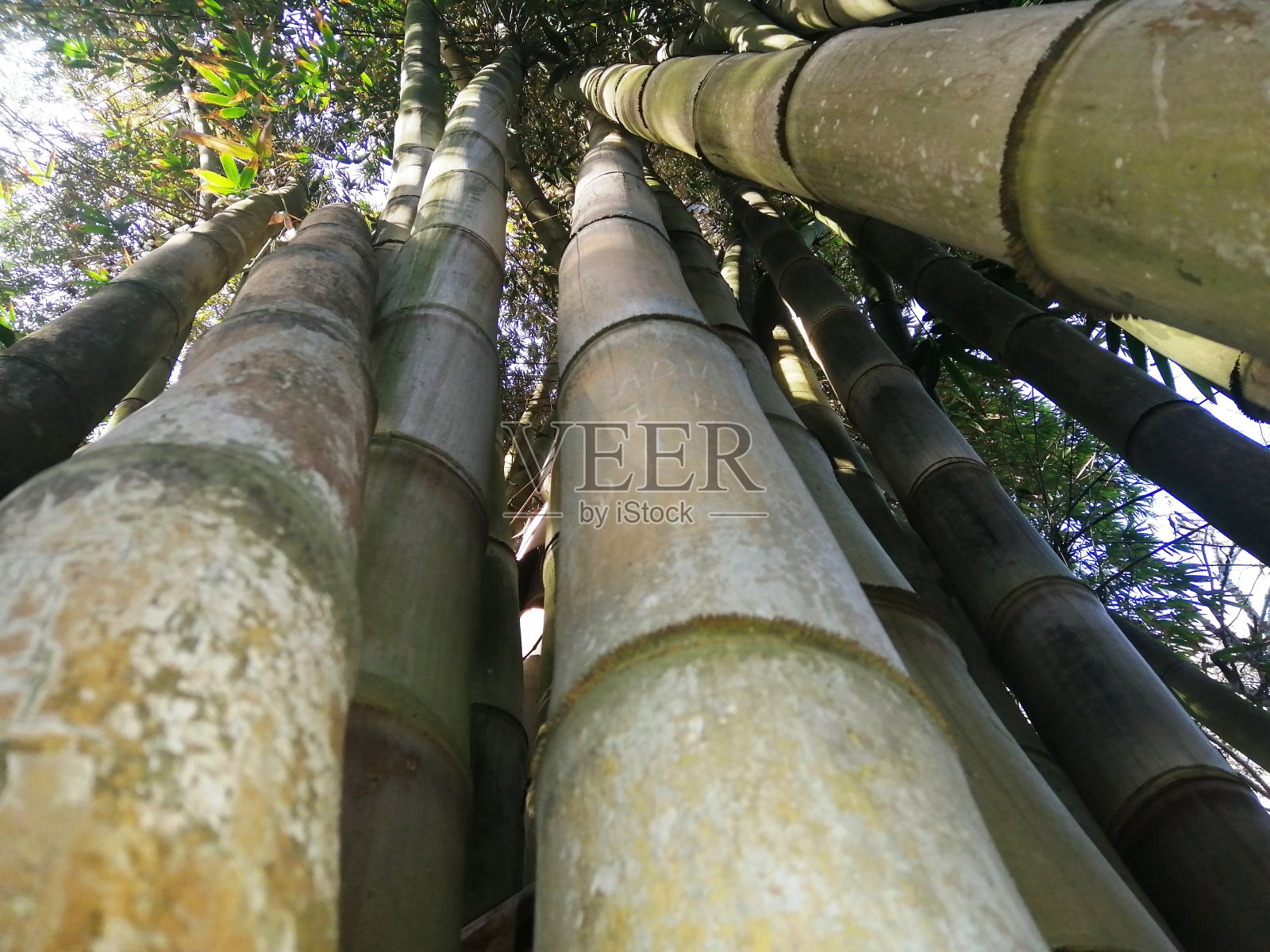 自然的手杖照片摄影图片