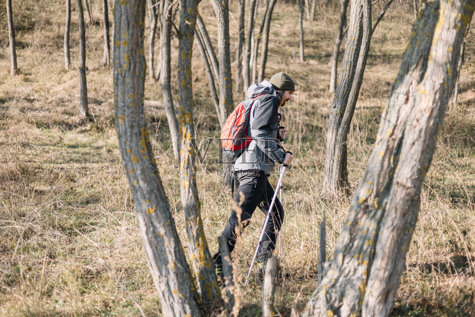 旅行者拿着杆子在森林里行走照片摄影图片