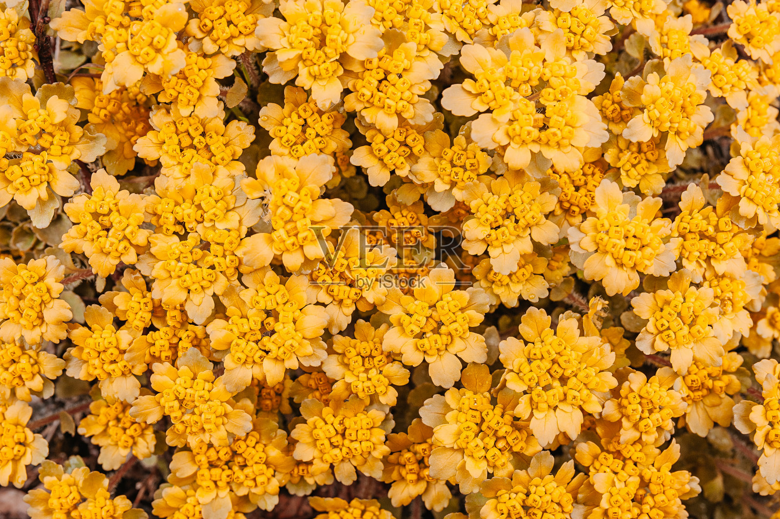 质地均匀的黄色小花色泽鲜艳。情人花壁纸照片摄影图片