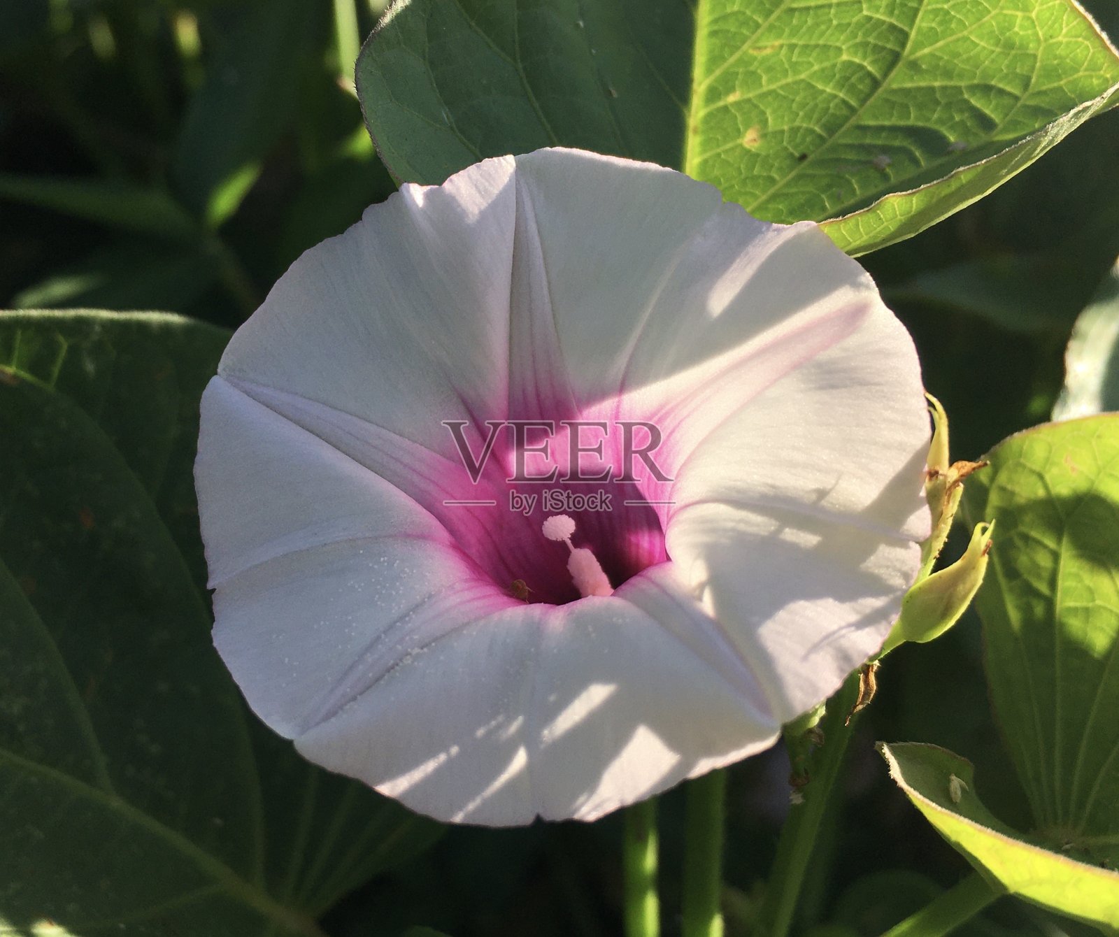 夏威夷考艾岛春天的日出。照片摄影图片