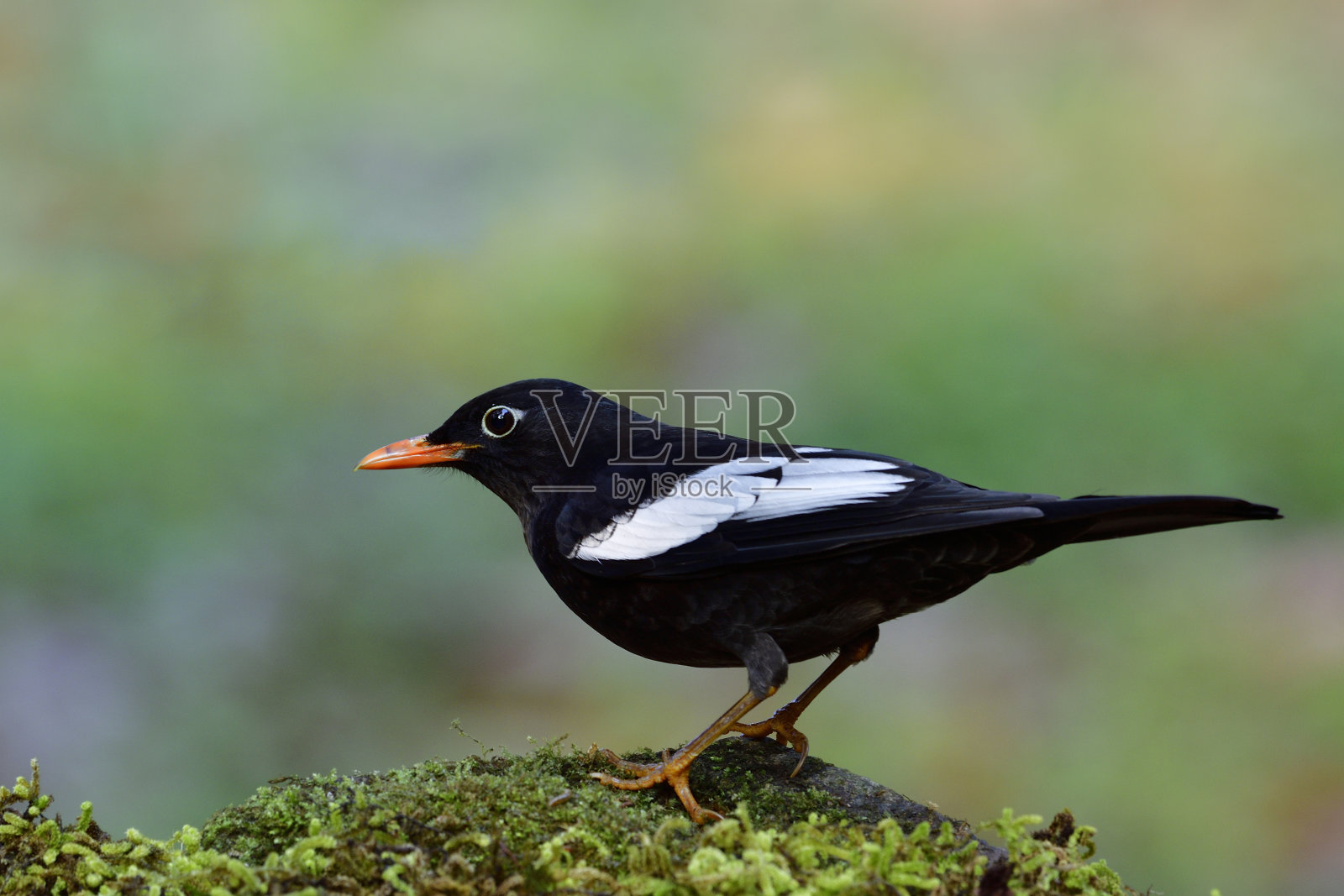 灰色翅膀的雄性黑画眉鸟(黑画眉鸟)，翅膀上有白色羽毛，喙为橙色，栖息在长满苔藓的地面上照片摄影图片
