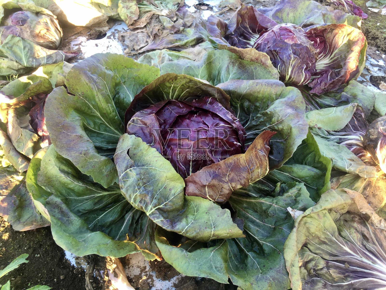 小萝卜照片摄影图片