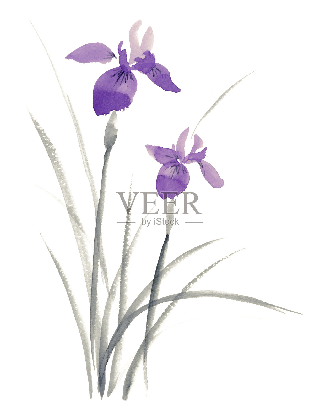 水墨画鸢尾插图。插画图片素材