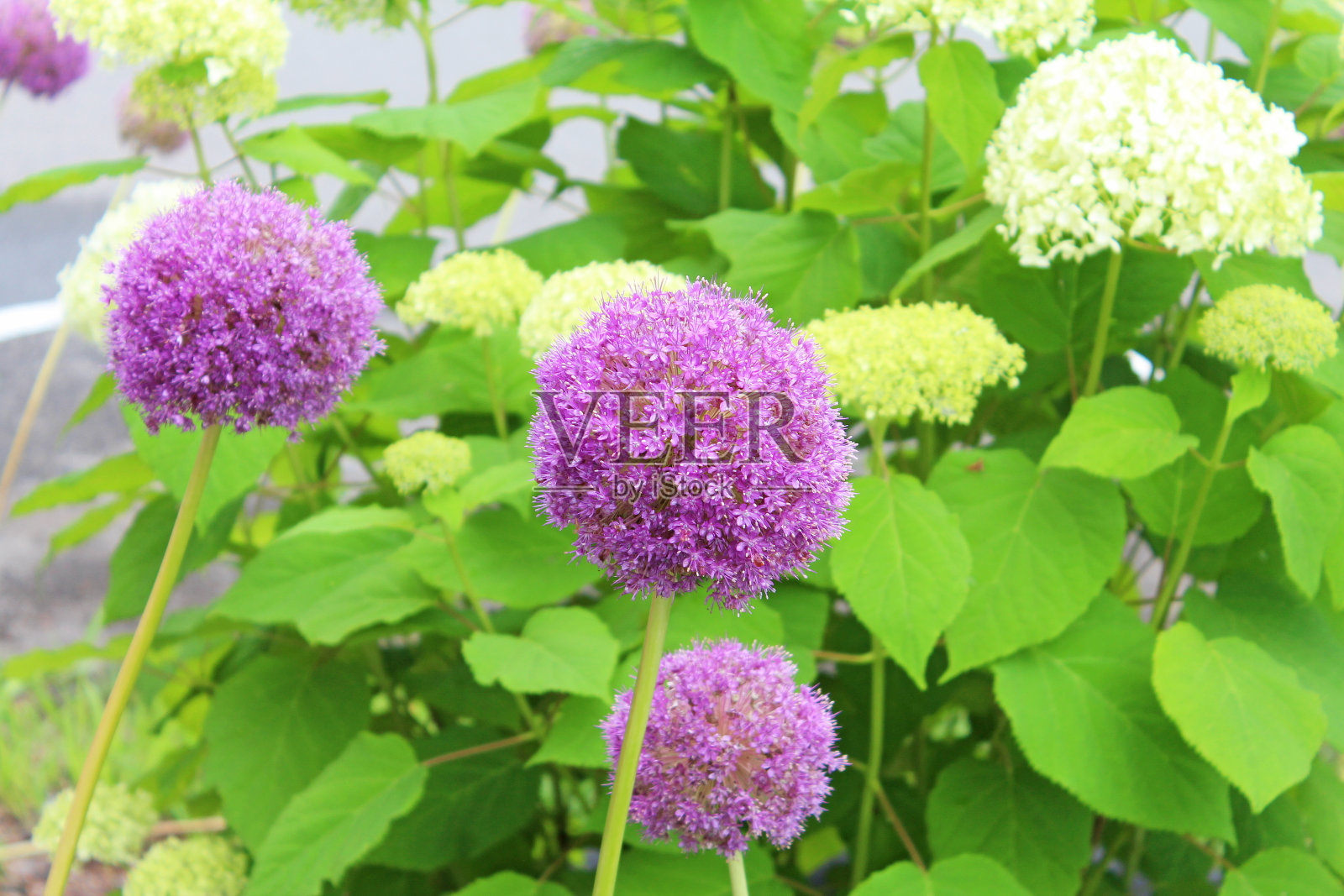 洋葱花。紫葱花。照片摄影图片