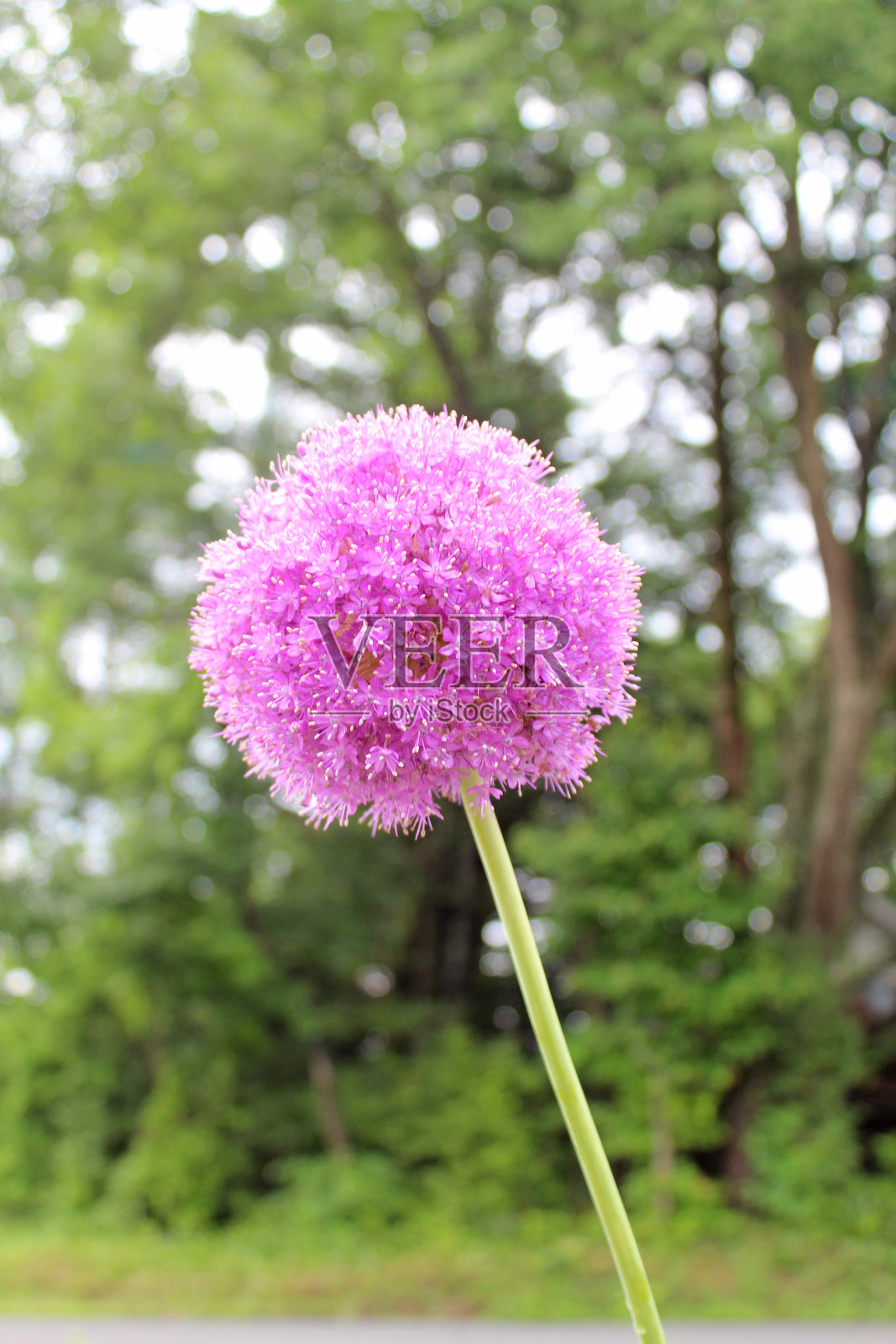 洋葱花。紫葱花。照片摄影图片