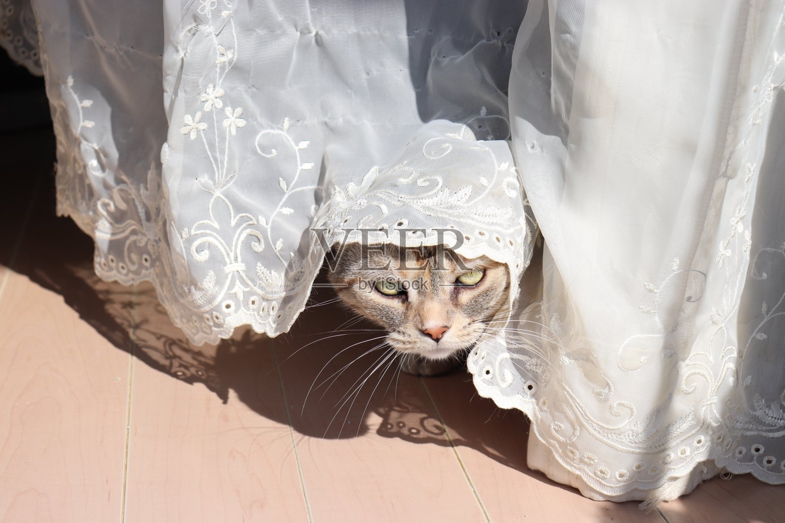 一只可爱的猫，从花边窗帘的下摆上露出了它的脸。照片摄影图片