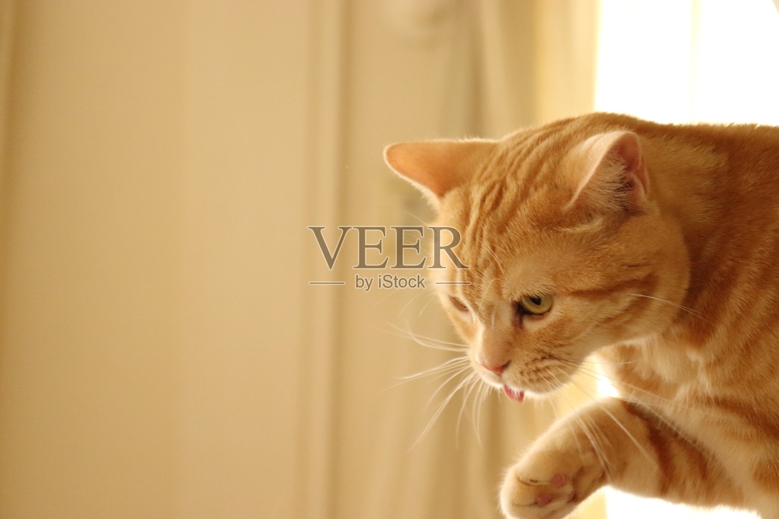 一只可爱的猫露出舌头，伸出手来。照片摄影图片