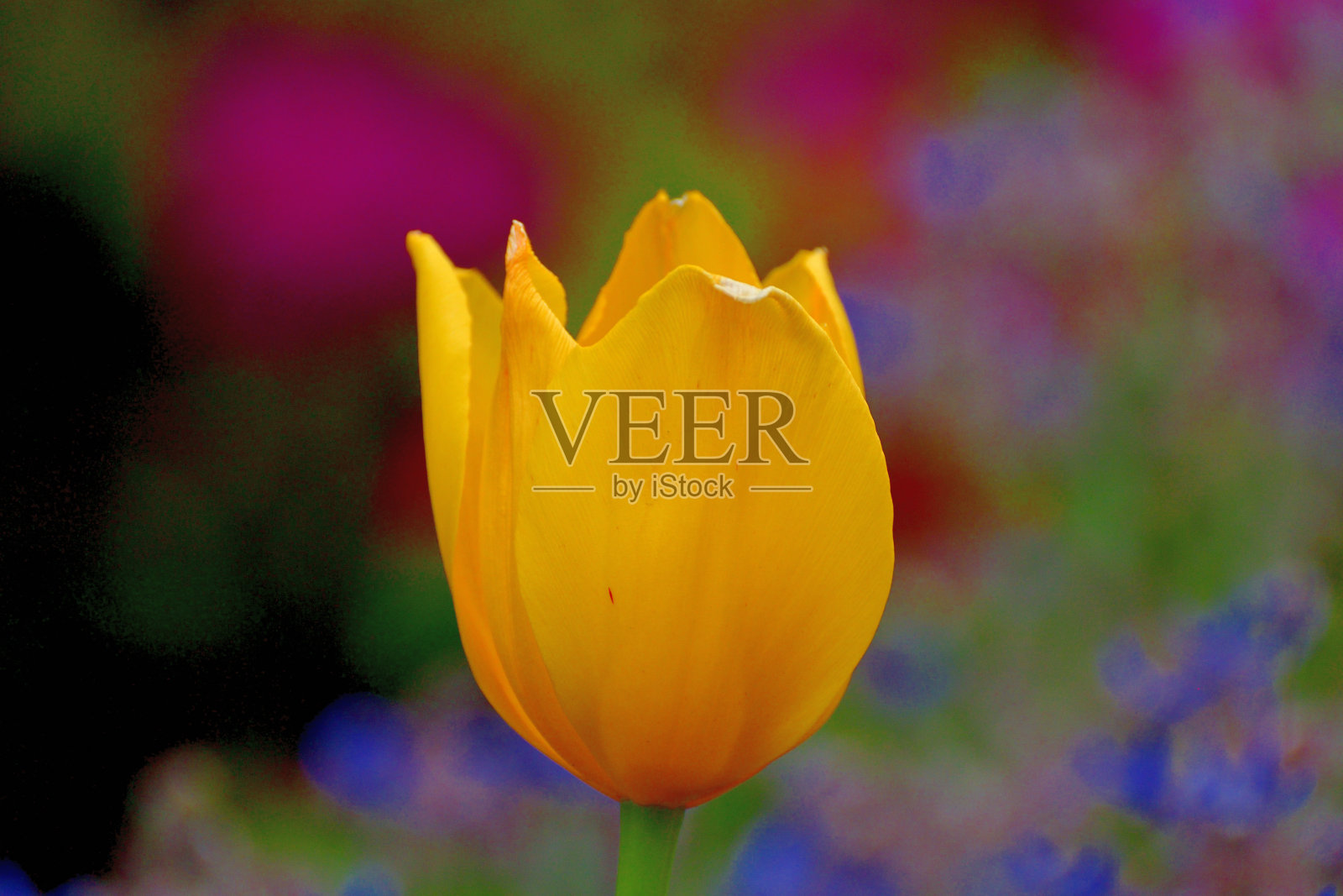 郁金香花与多色的背景照片摄影图片