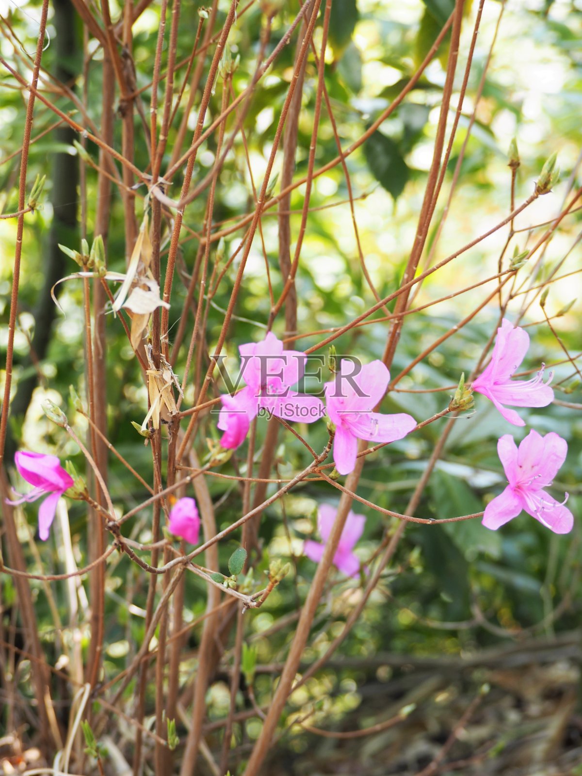 三菱(杜鹃花)的花盛开在日本春山野生照片摄影图片