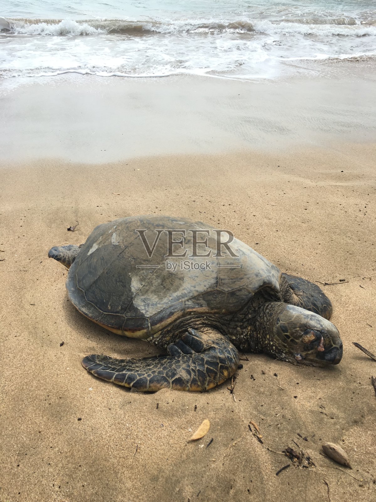 午后的龟晒照片摄影图片