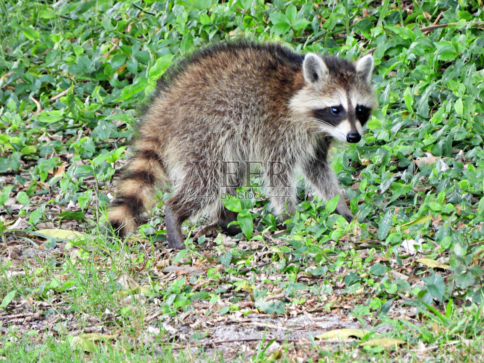 浣熊(Procyon lotor) -在一个高尔夫球场附近的树林地区照片摄影图片