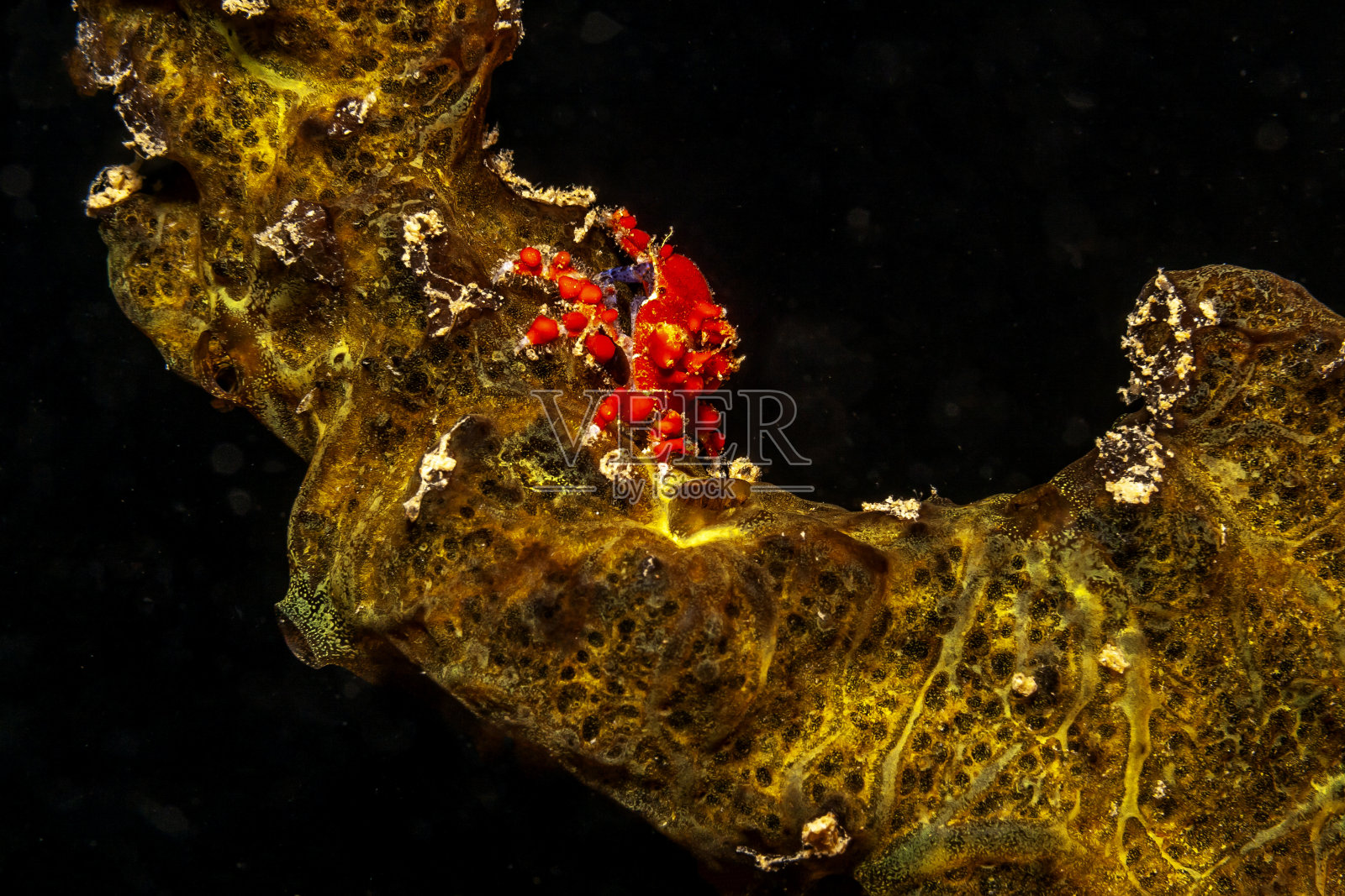 加勒比珊瑚花园照片摄影图片