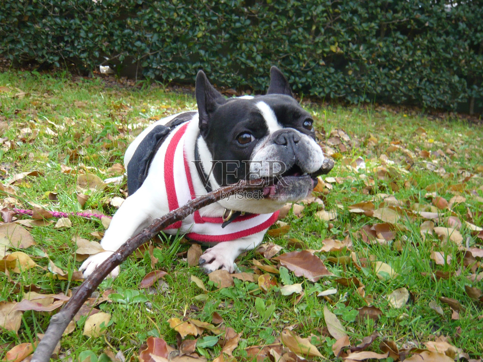 在公园里玩耍的法国斗牛犬照片摄影图片