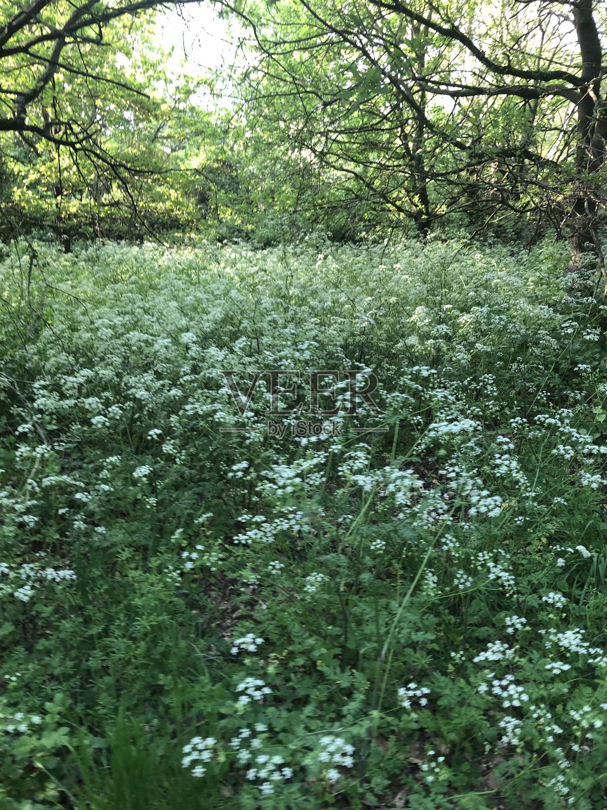 春天照片摄影图片