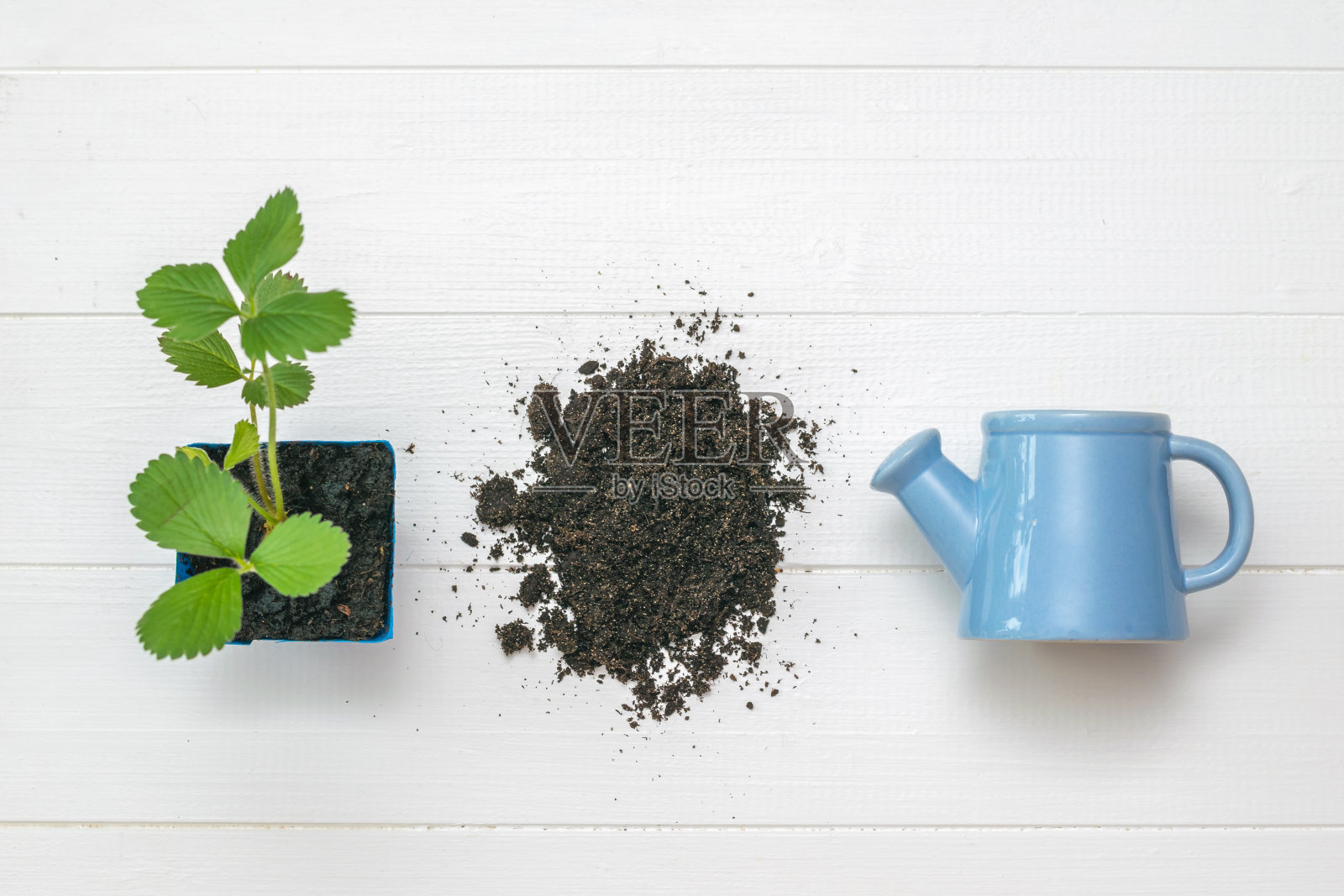 花园草莓灌木，土壤和喷壶在一个白色的木制背景。照片摄影图片